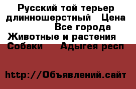 Русский той-терьер длинношерстный › Цена ­ 7 000 - Все города Животные и растения » Собаки   . Адыгея респ.